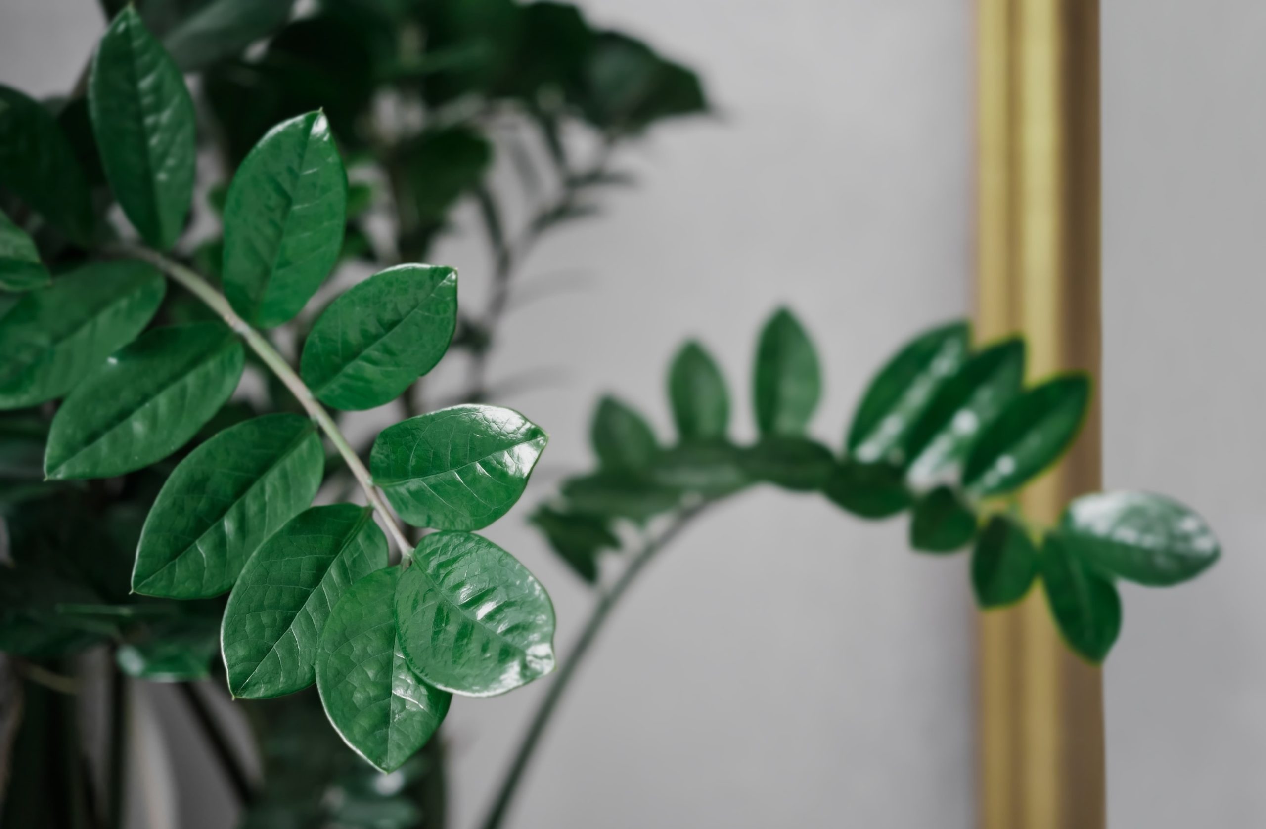 indoor plant 