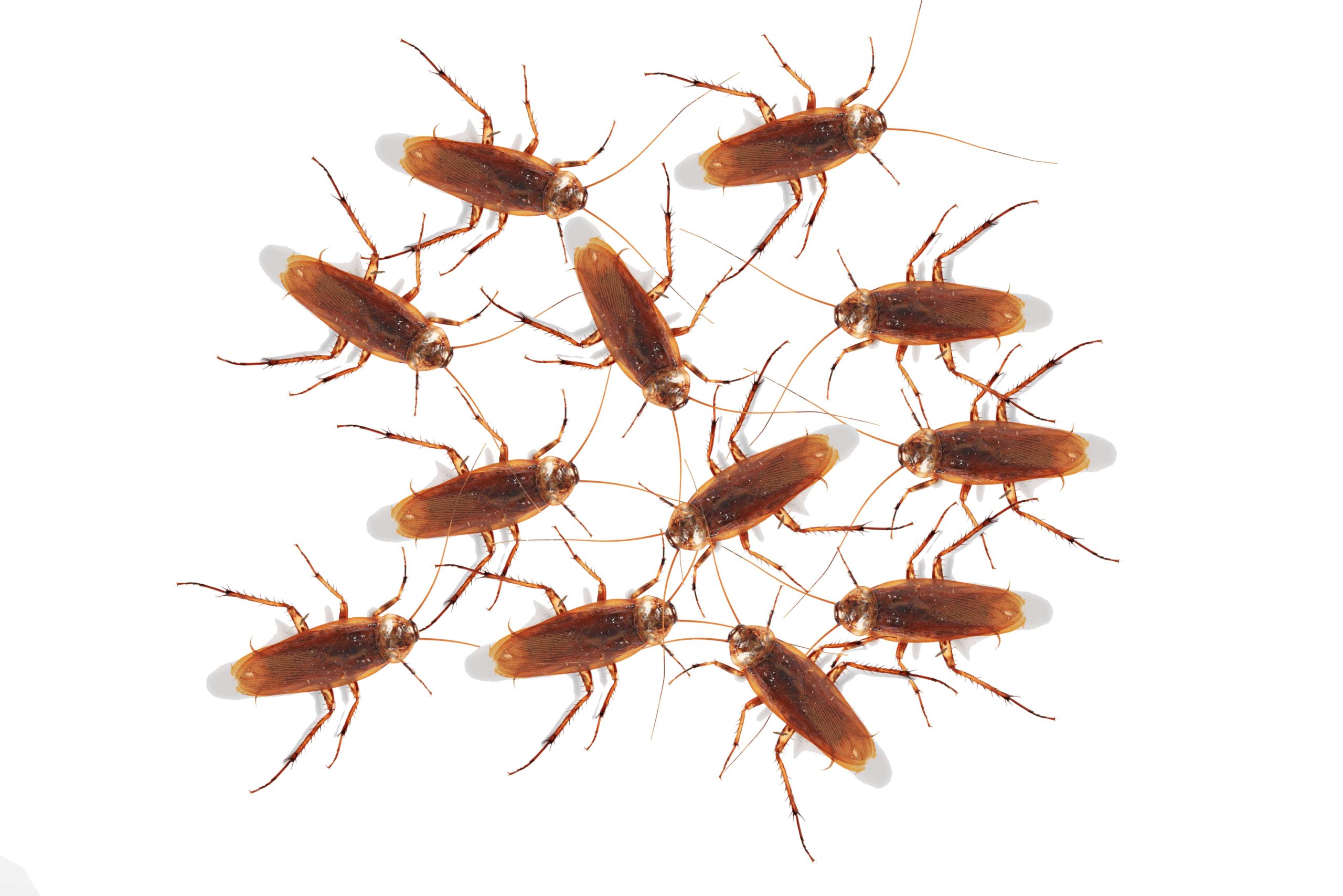 cockroaches in a crawl space